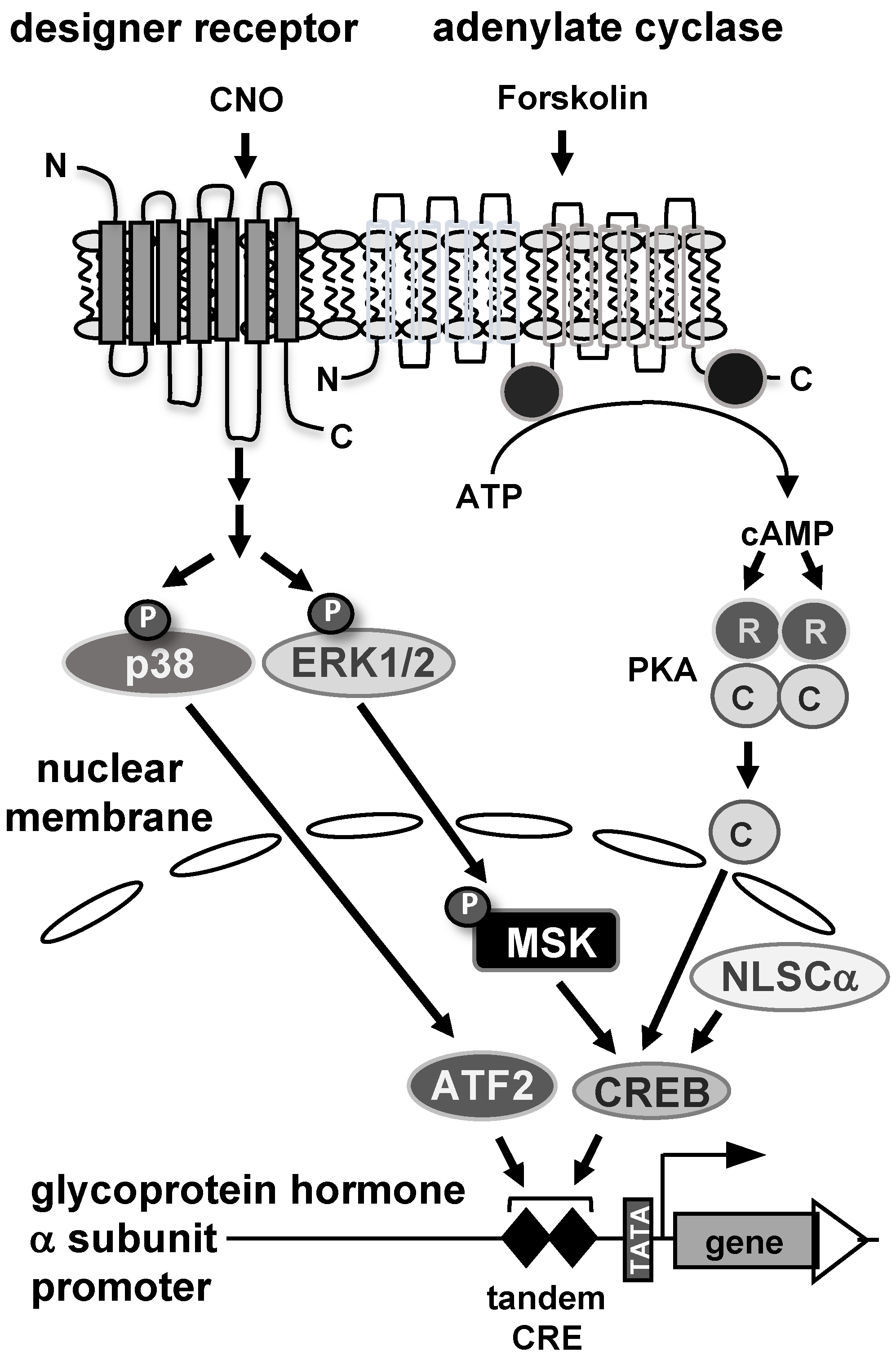 Cimb 46 00202 g008 Cimb 46 00202 g008