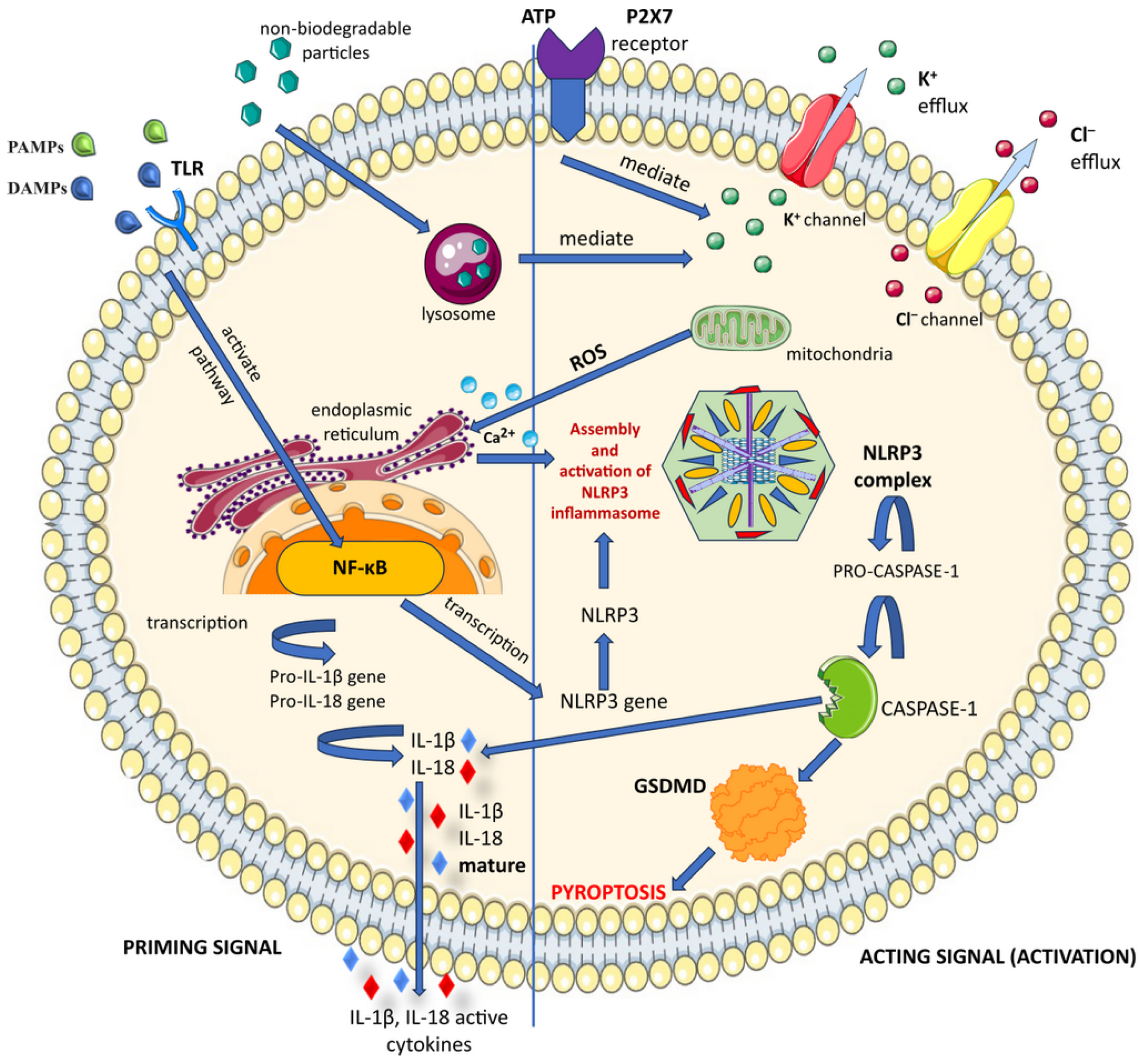 Cimb 46 00220 g003 Cimb 46 00220 g003