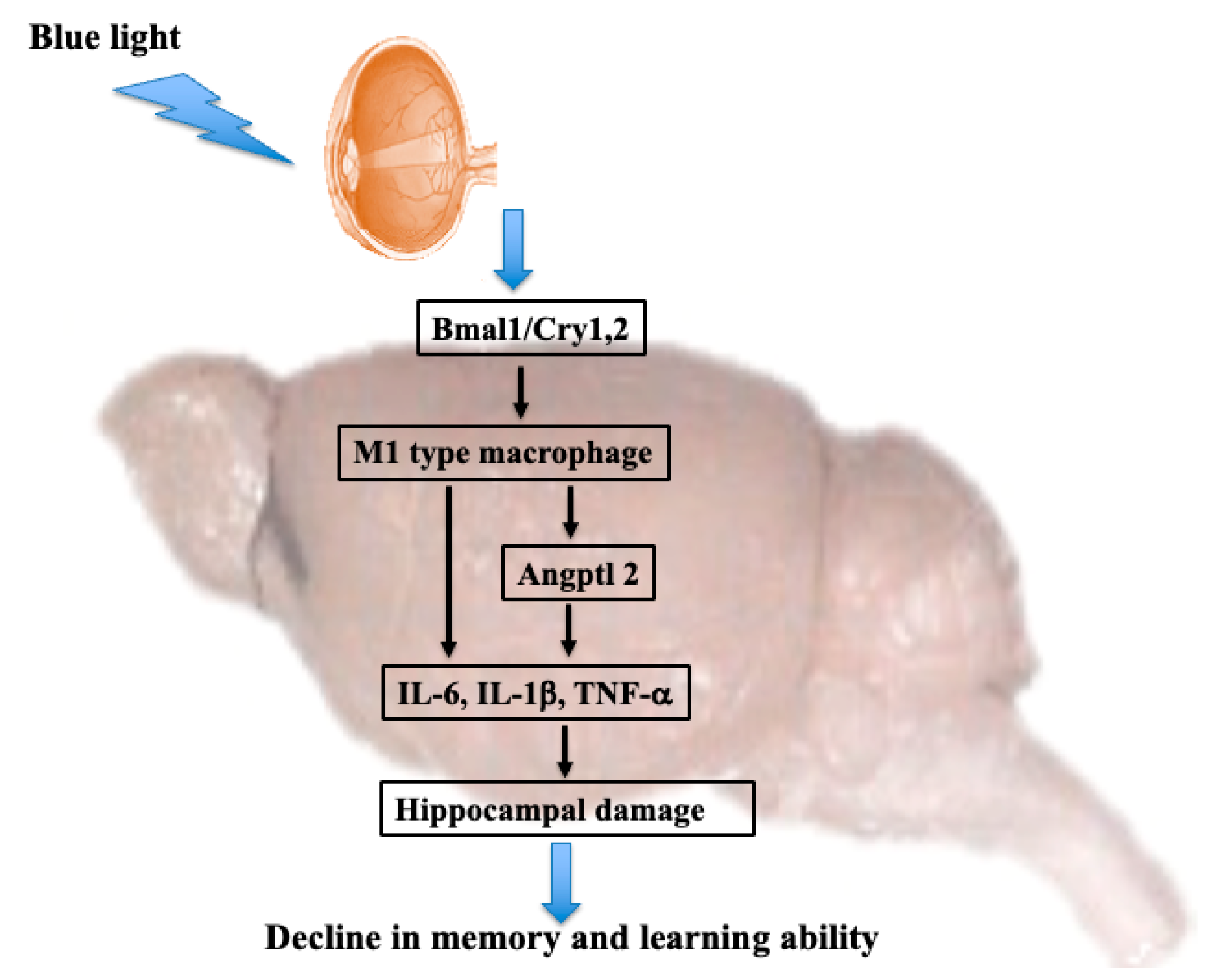 Cimb 46 00295 g006 Cimb 46 00295 g006