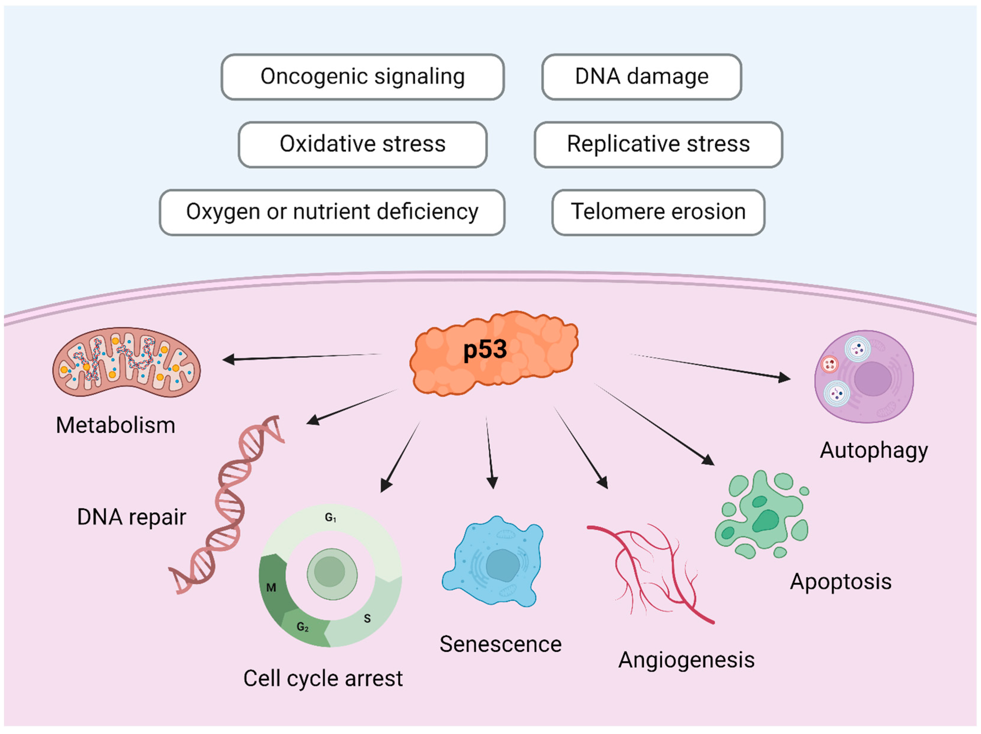 Cimb 46 00385 g005 Cimb 46 00385 g005