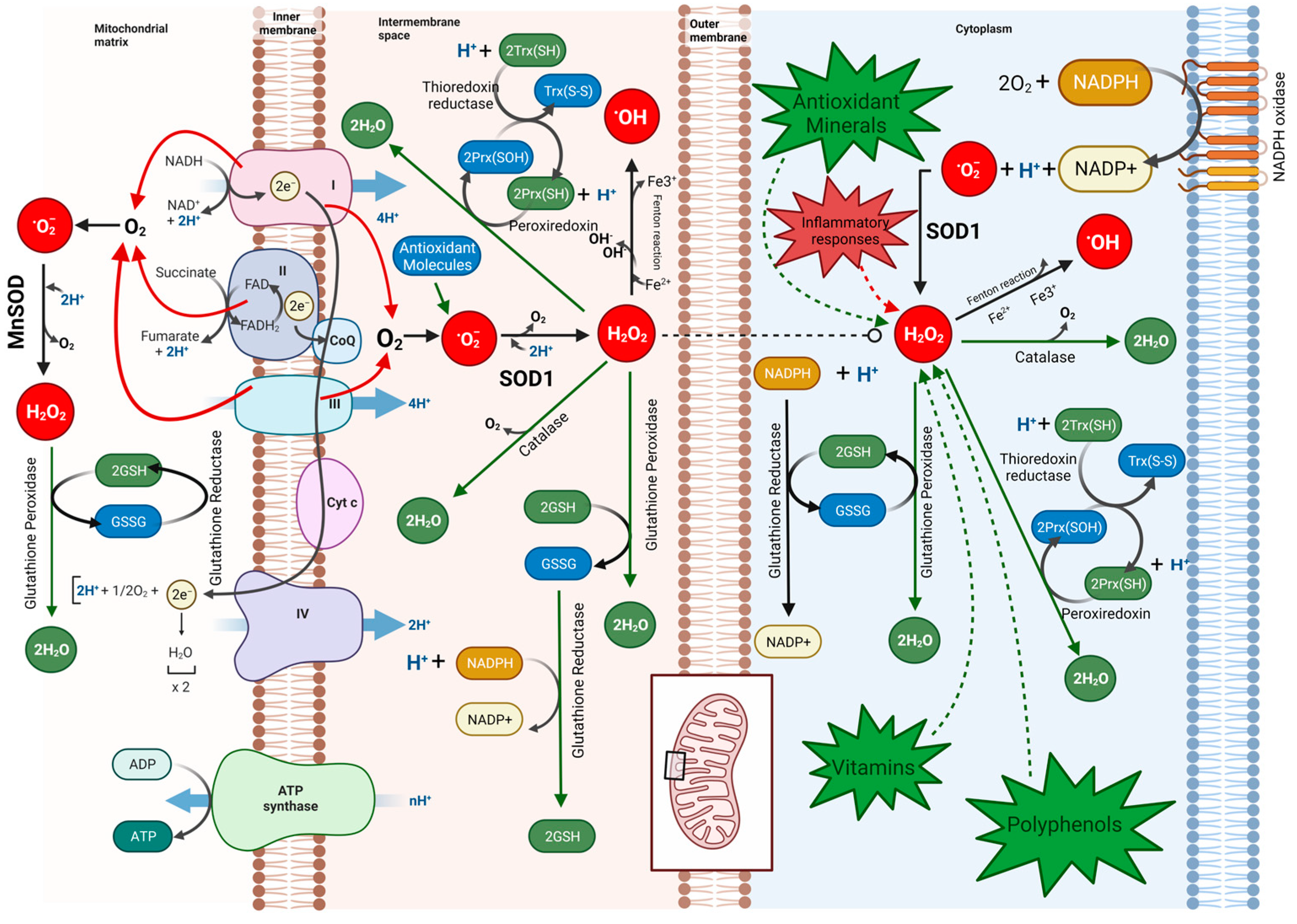 Cimb 46 00523 g002 Cimb 46 00523 g002