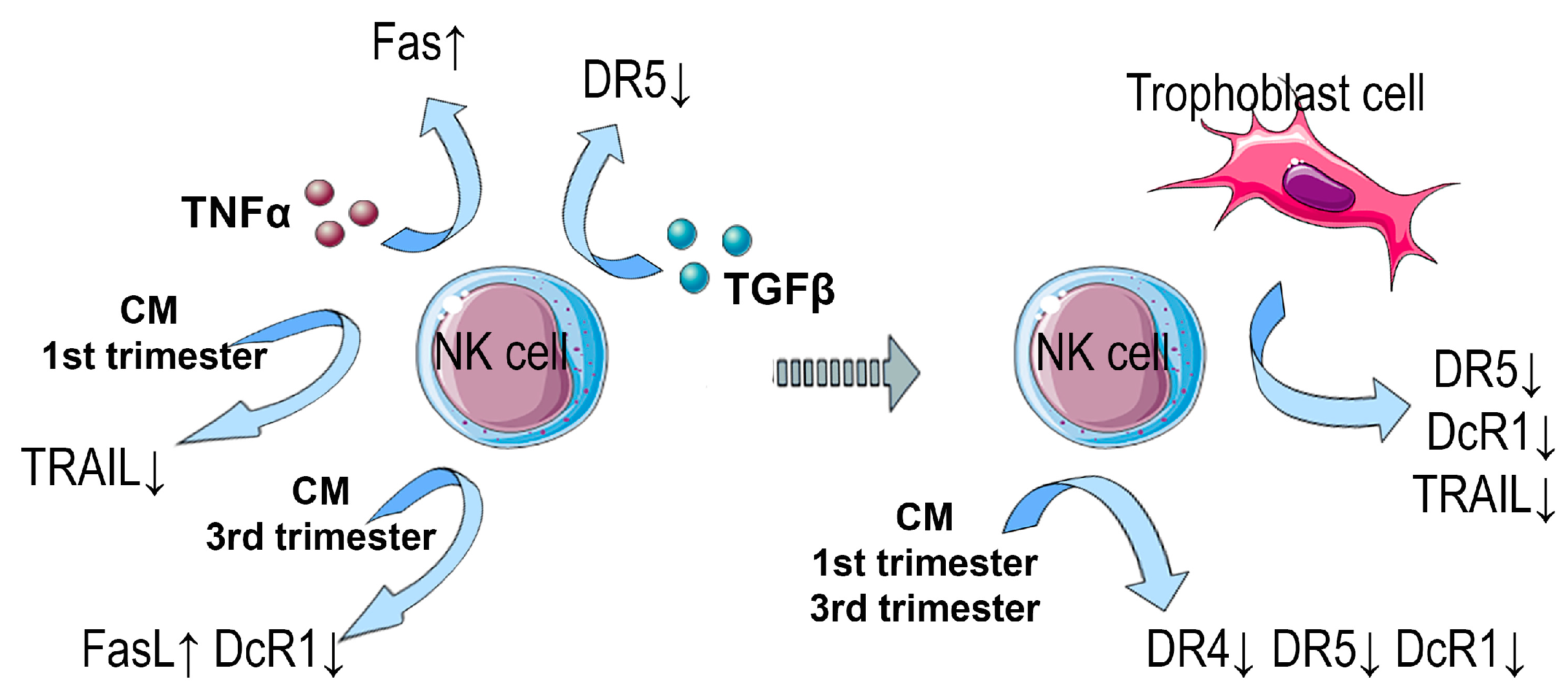 Cimb 46 00528 g007 Cimb 46 00528 g007