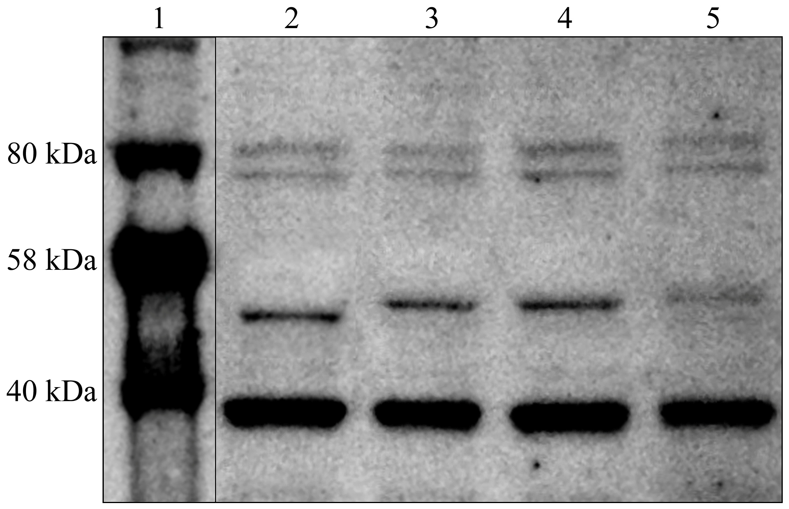 Cimb 46 00763 g001 Cimb 46 00763 g001