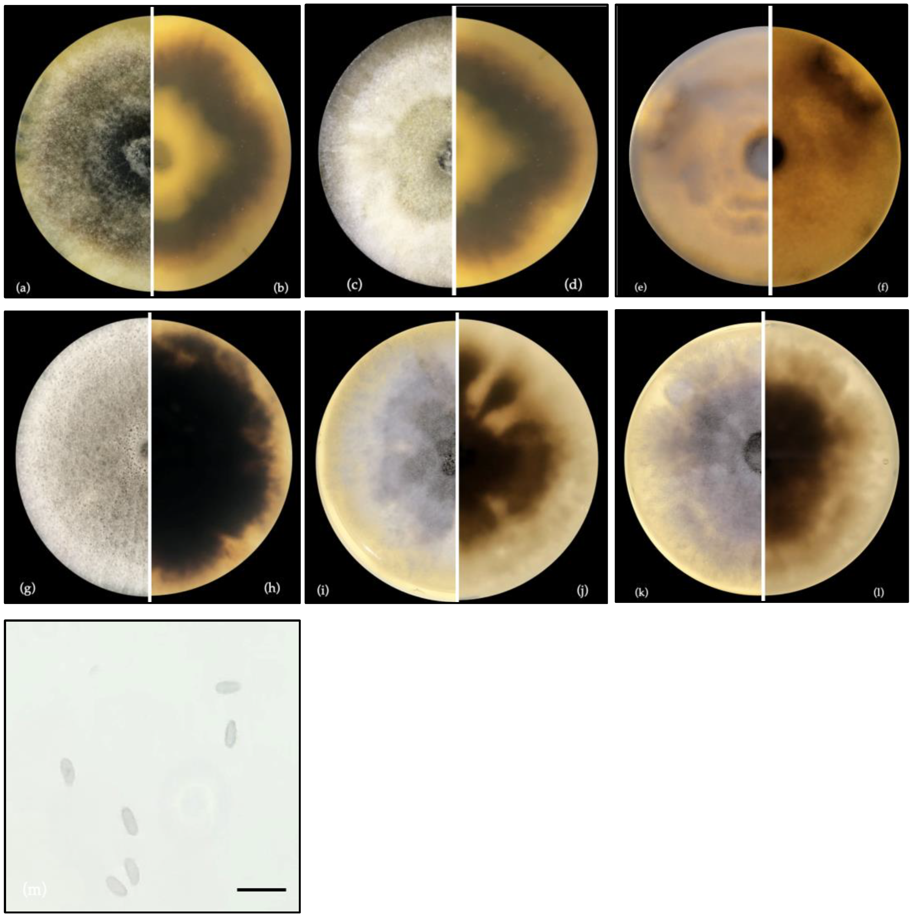 Cimb 47 00053 g001 Cimb 47 00053 g001