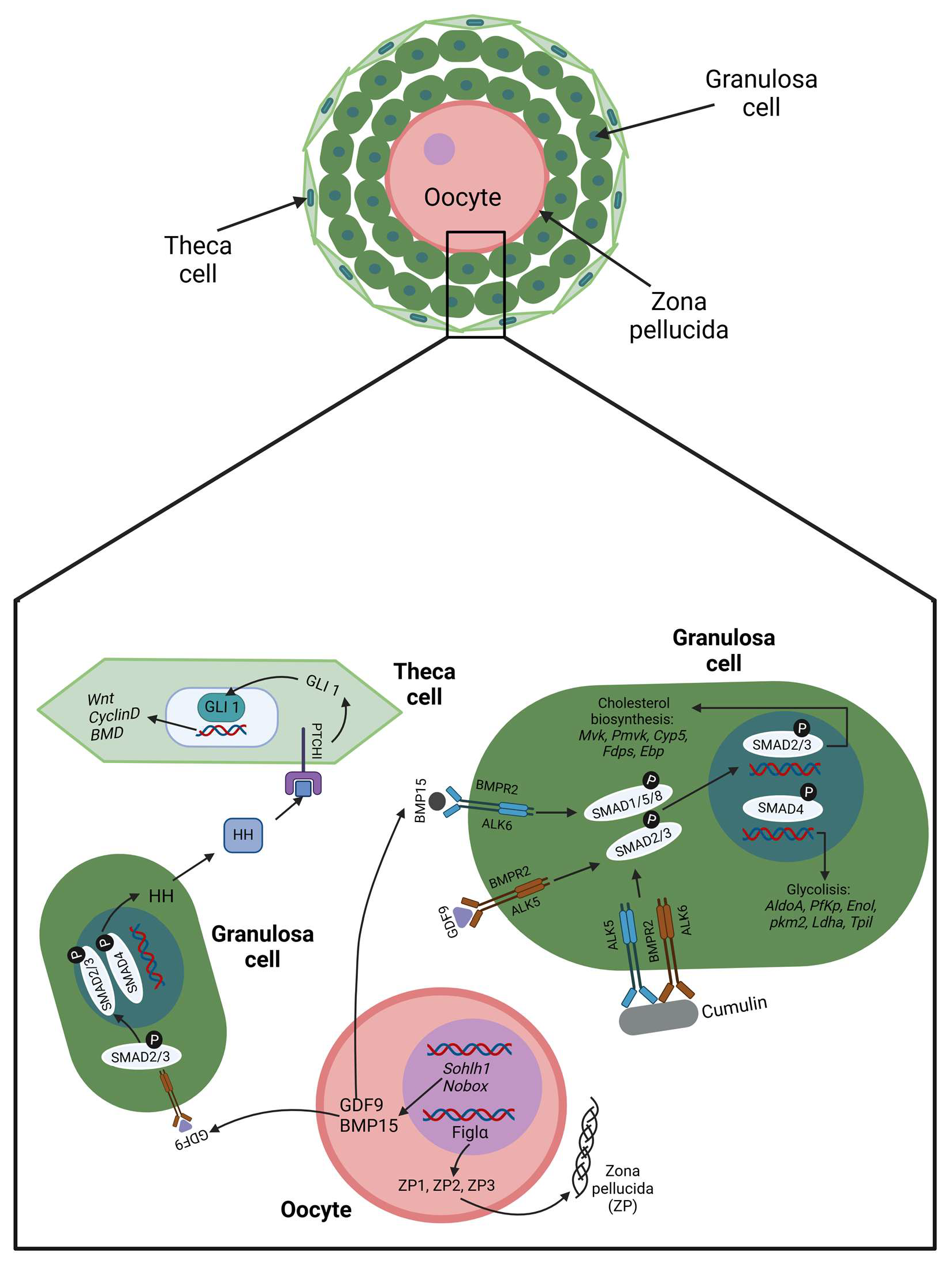 Cimb 47 00113 g002 Cimb 47 00113 g002