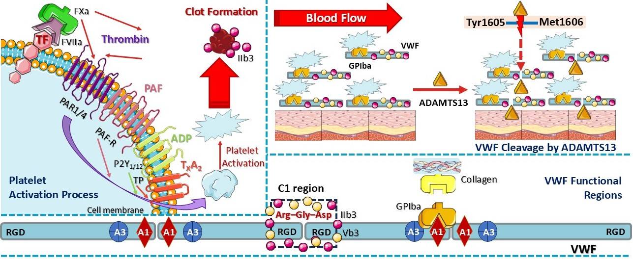 Cimb 47 00291 g003 Cimb 47 00291 g003