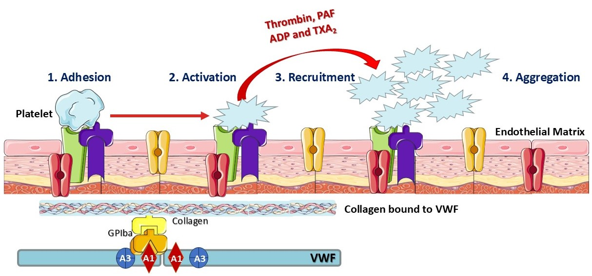 Cimb 47 00291 g004 Cimb 47 00291 g004
