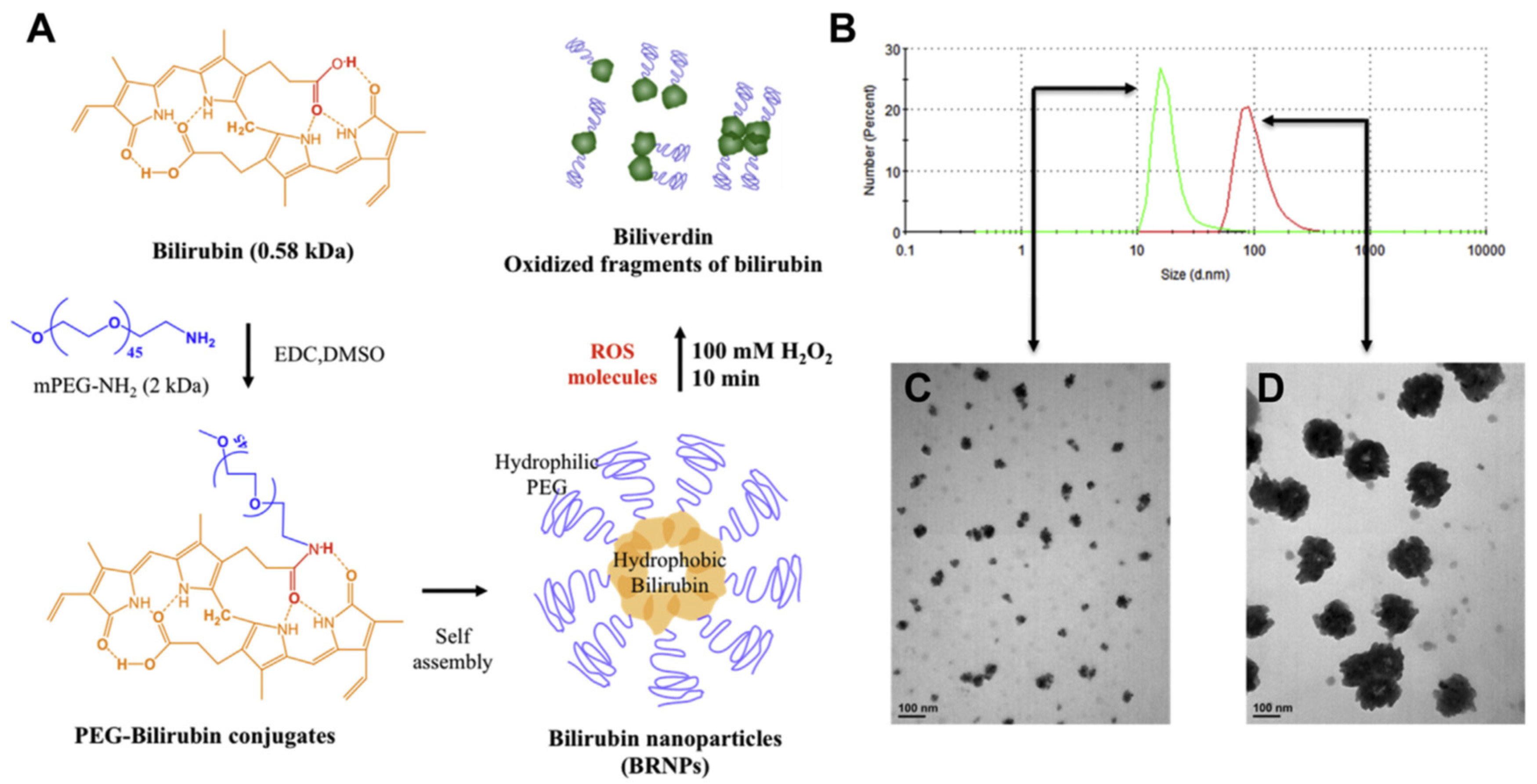 Cimb 47 00411 g002 Cimb 47 00411 g002
