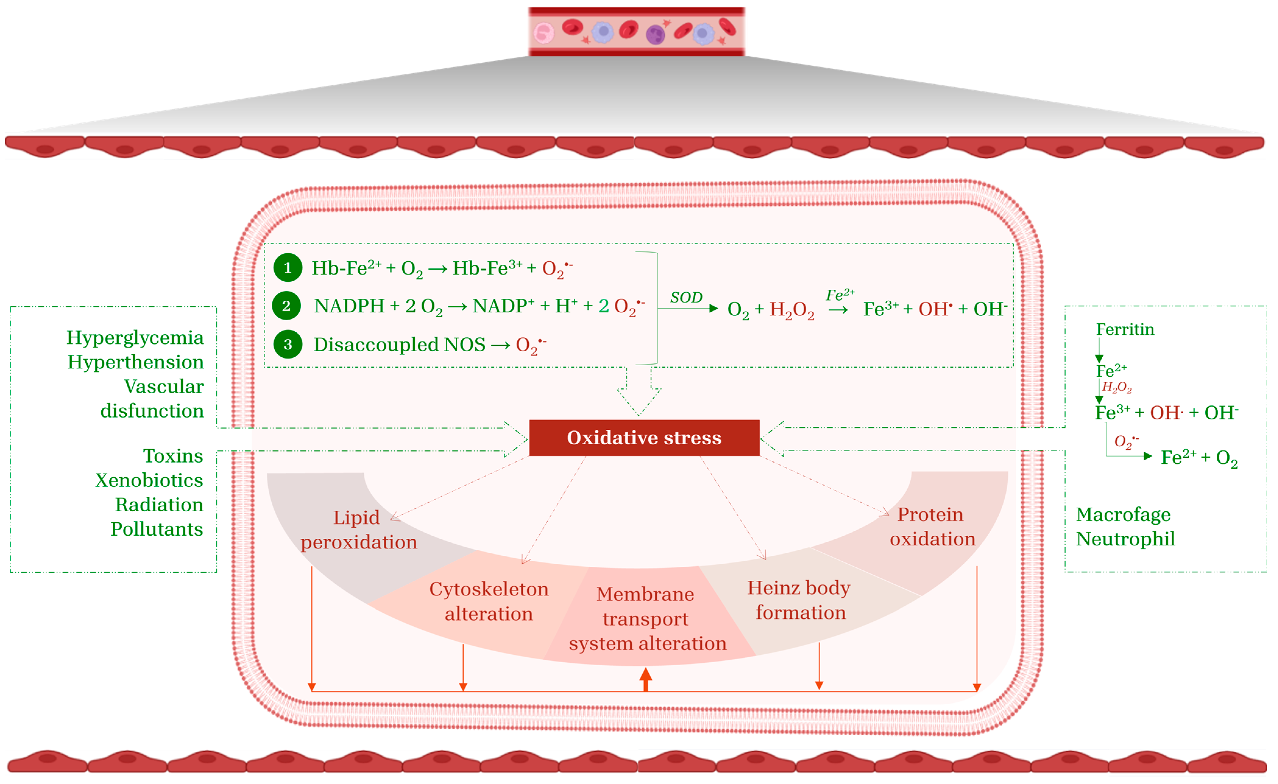 Cimb 47 00655 g001 Cimb 47 00655 g001