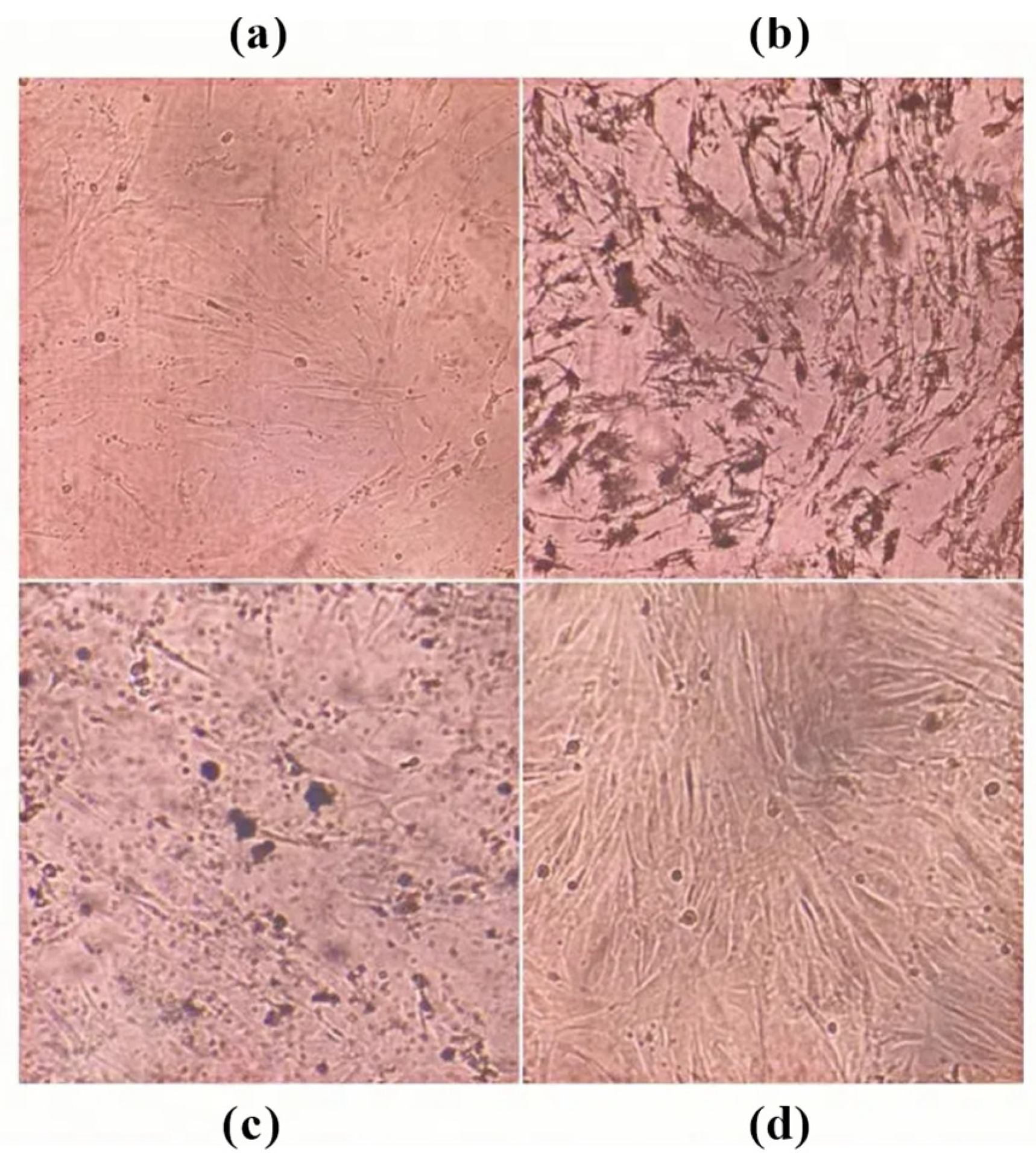 Cimb 47 00661 g006 Cimb 47 00661 g006