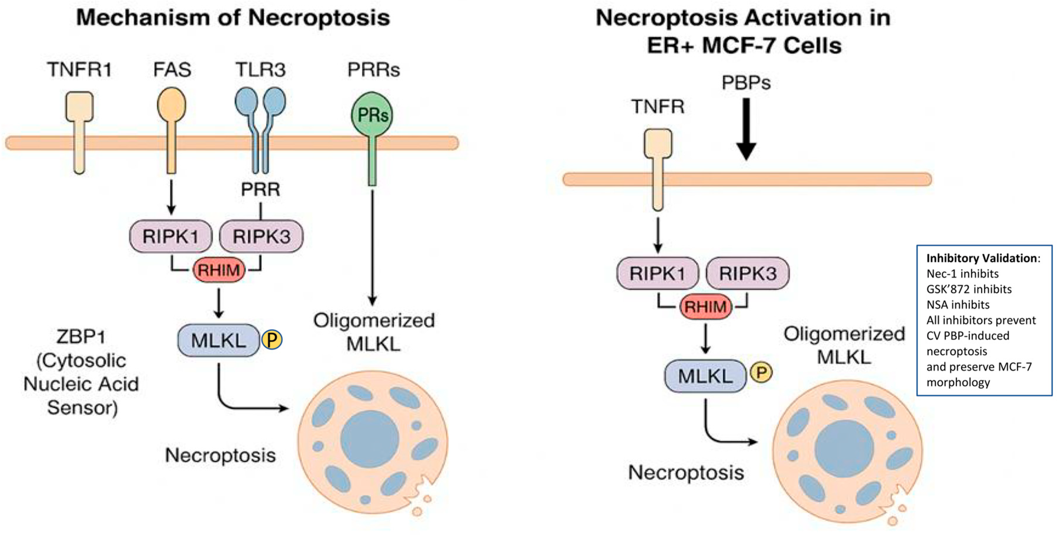 Cimb 47 00808 g003 Cimb 47 00808 g003