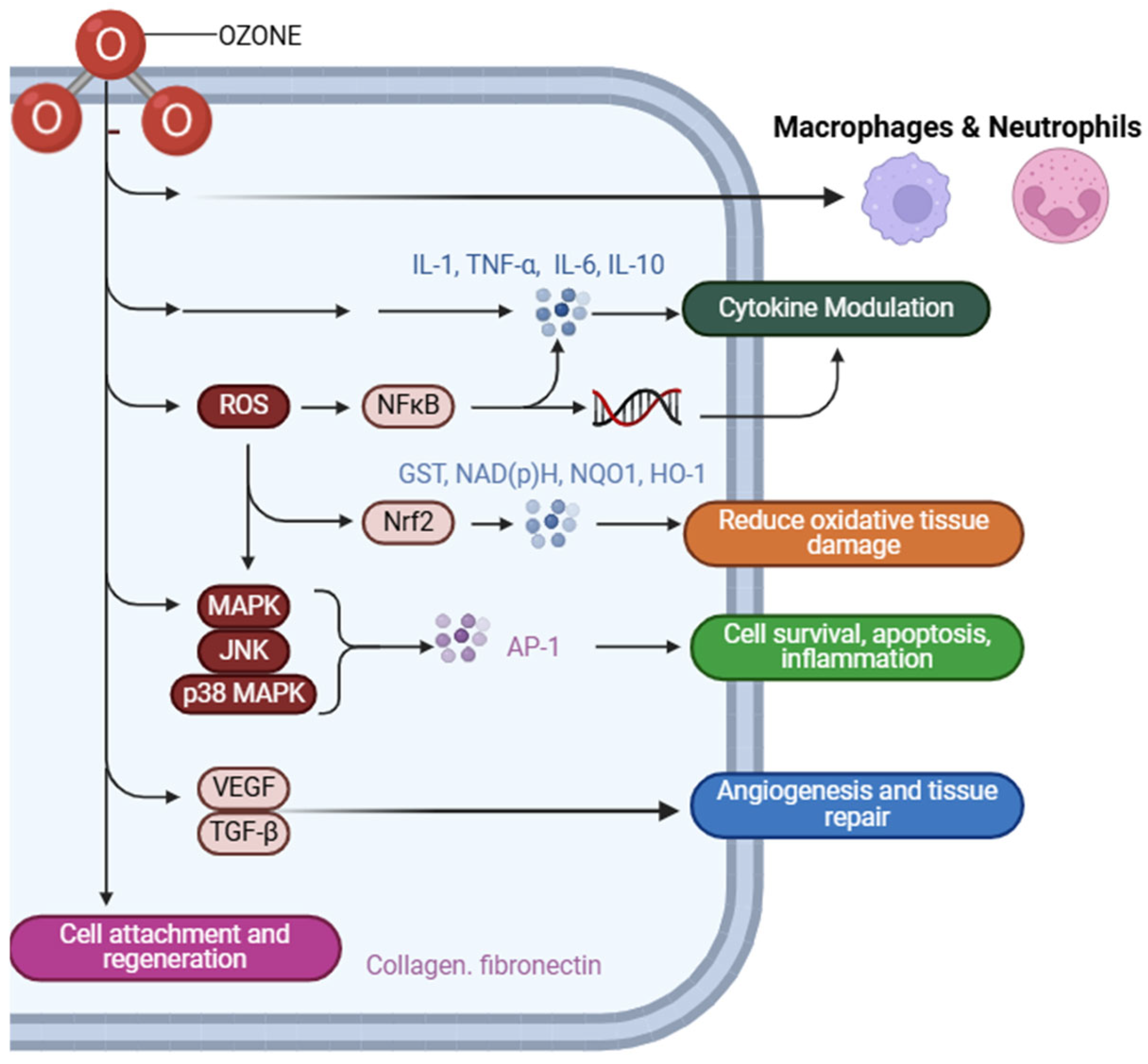 Cimb 47 00811 g004 Cimb 47 00811 g004