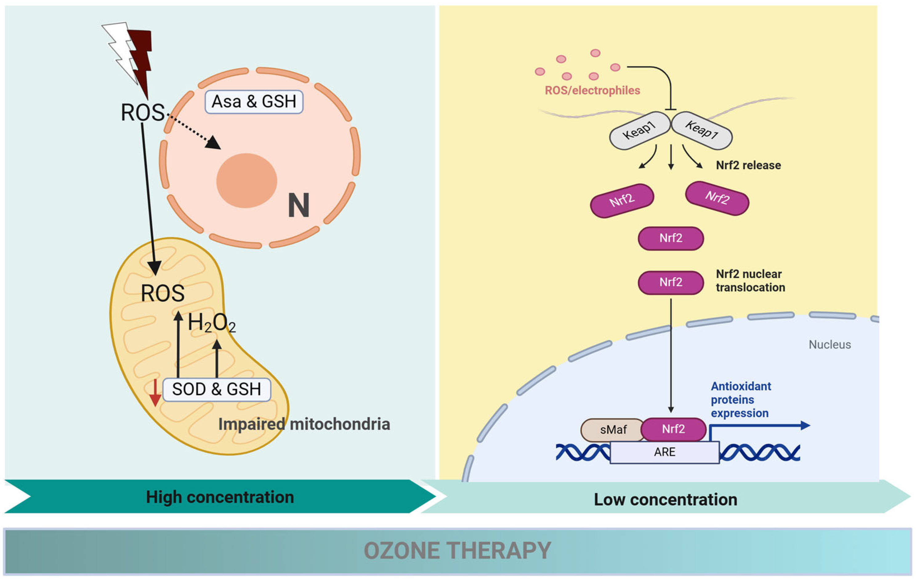Cimb 47 00811 g006 Cimb 47 00811 g006