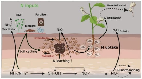 Bioengineering Techniques to Improve Nitrogen Transformation and  Utilization: Implications for Nitrogen Use Efficiency and Future  Sustainable Crop Production