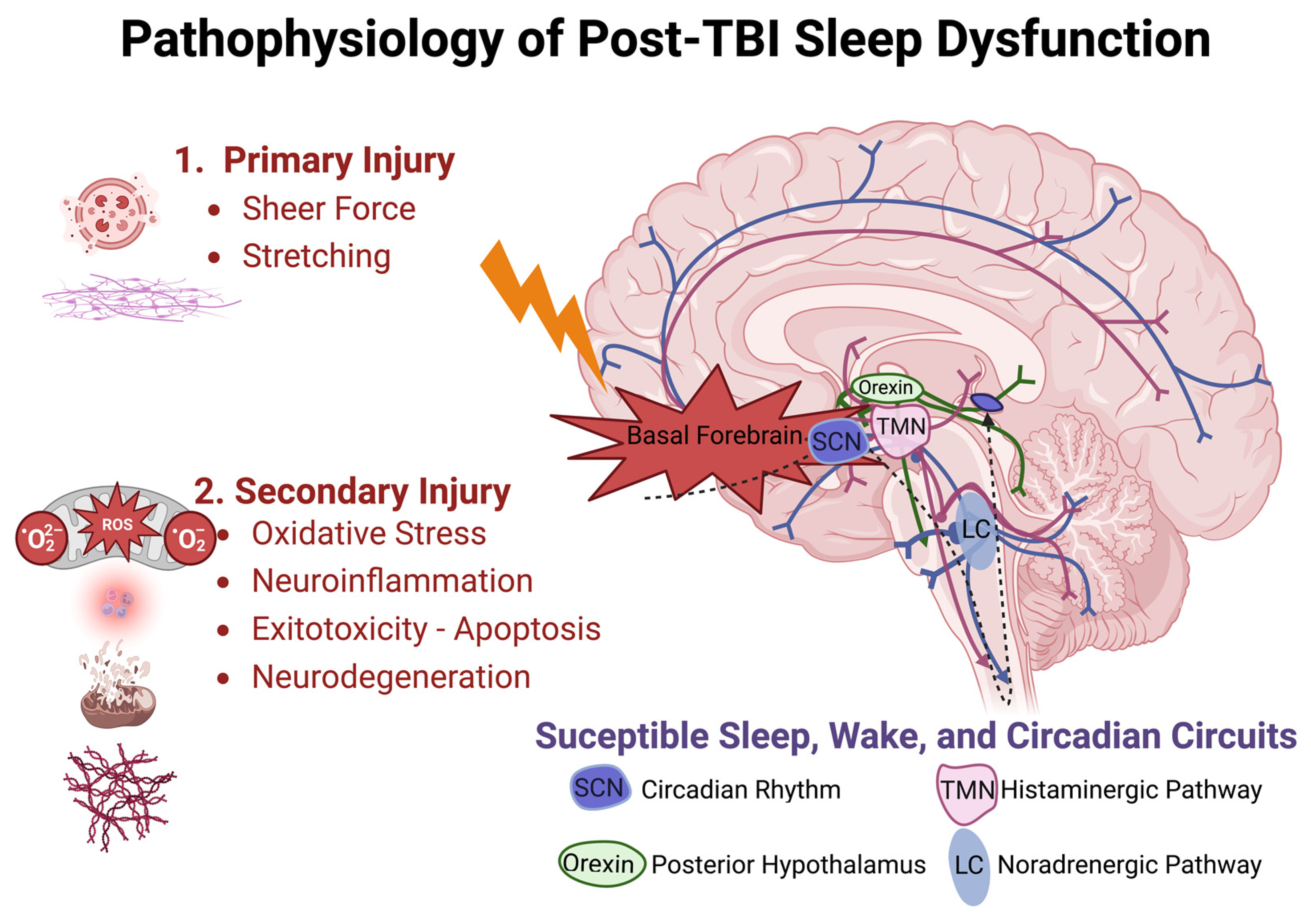 The Importance of Sleep for Injury Recovery and Prevention