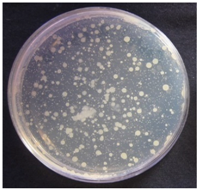 Coatings 07 00145 i009