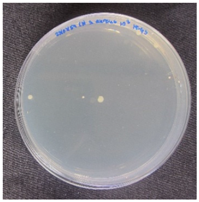 Coatings 07 00145 i010