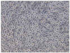 Coatings 07 00145 i012