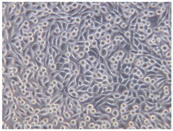 Coatings 07 00145 i016