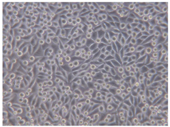 Coatings 07 00145 i018