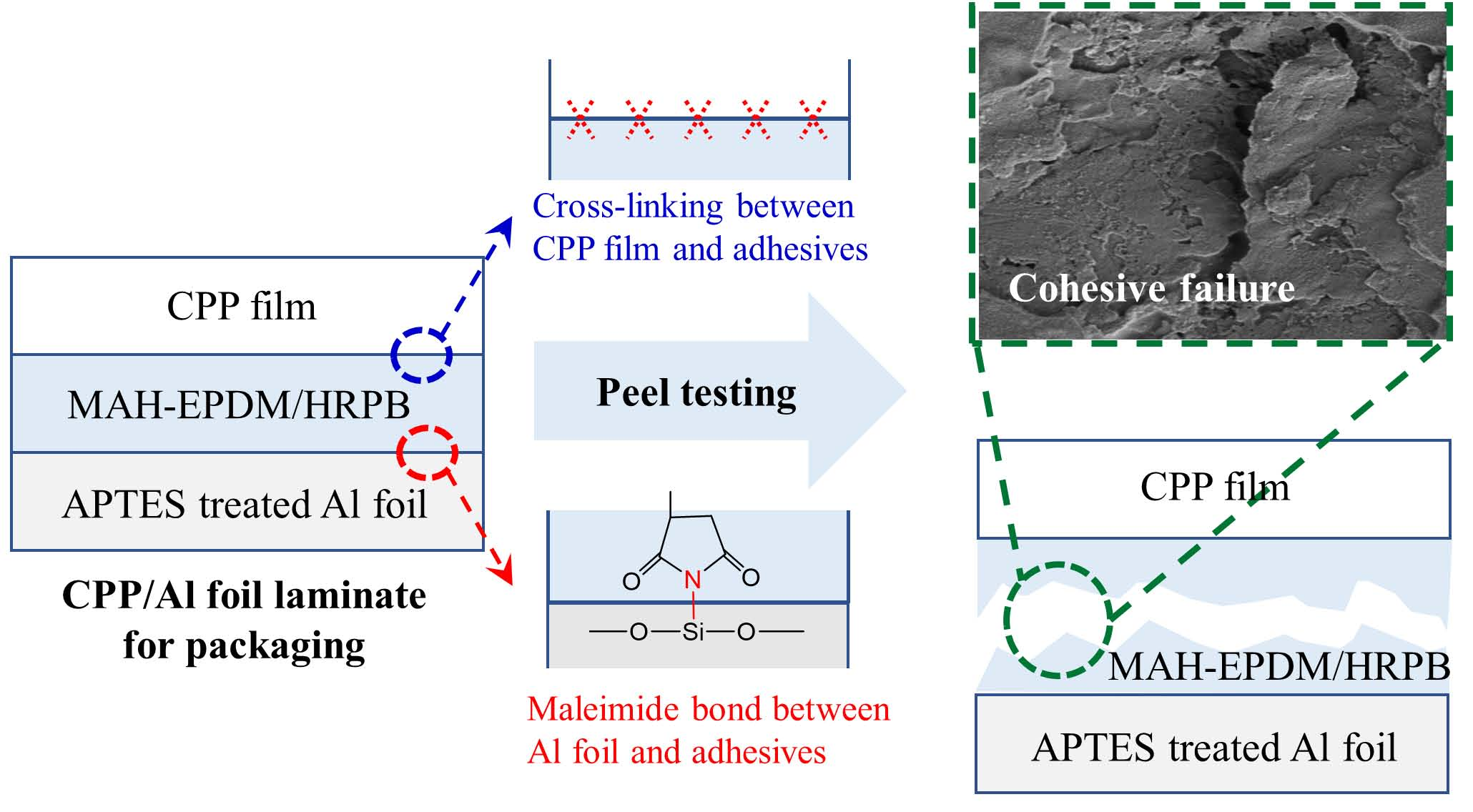 Coatings Free Full Text High Performance Adhesives Based On Maleic Anhydride G Epdm Rubbers And Polybutene For Laminating Cast Polypropylene Film And Aluminum Foil Html