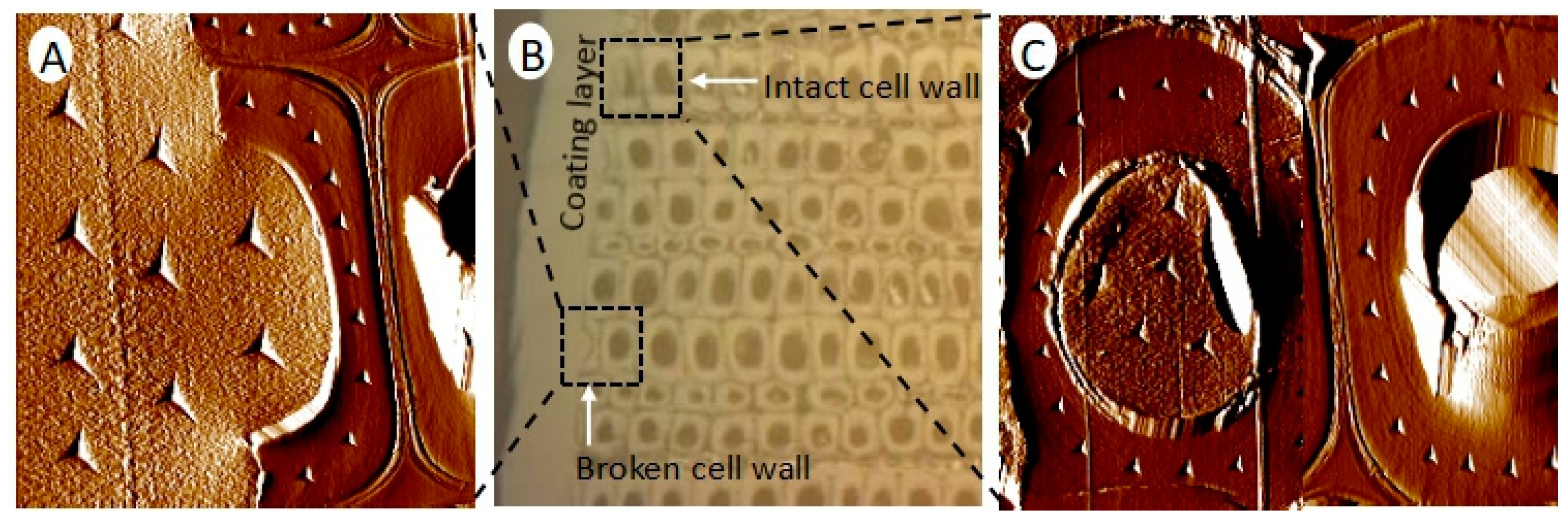 Coatings 09 00449 g002