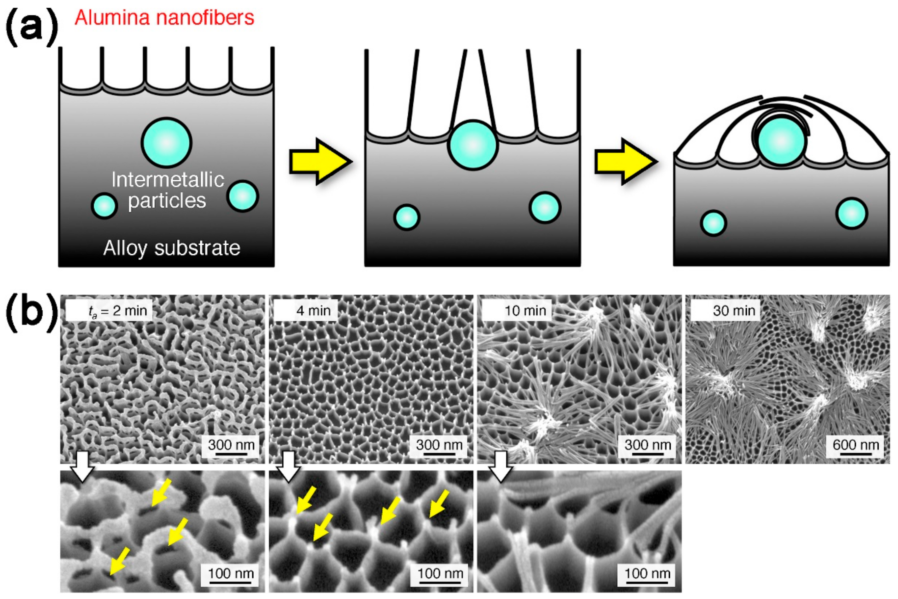 Coatings | Free Full-Text | Robust Super-Hydrophobic Coating Prepared ...