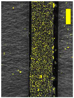 Coatings 09 00457 i026