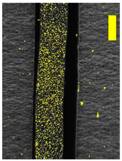 Coatings 09 00457 i033