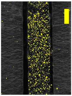 Coatings 09 00457 i034