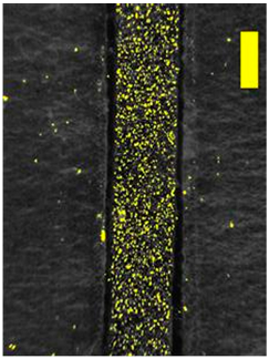 Coatings 09 00457 i035