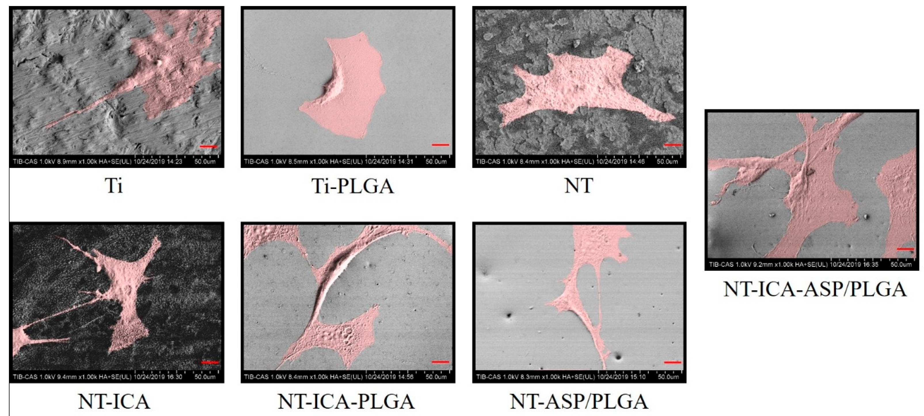 Coatings 10 00427 g010