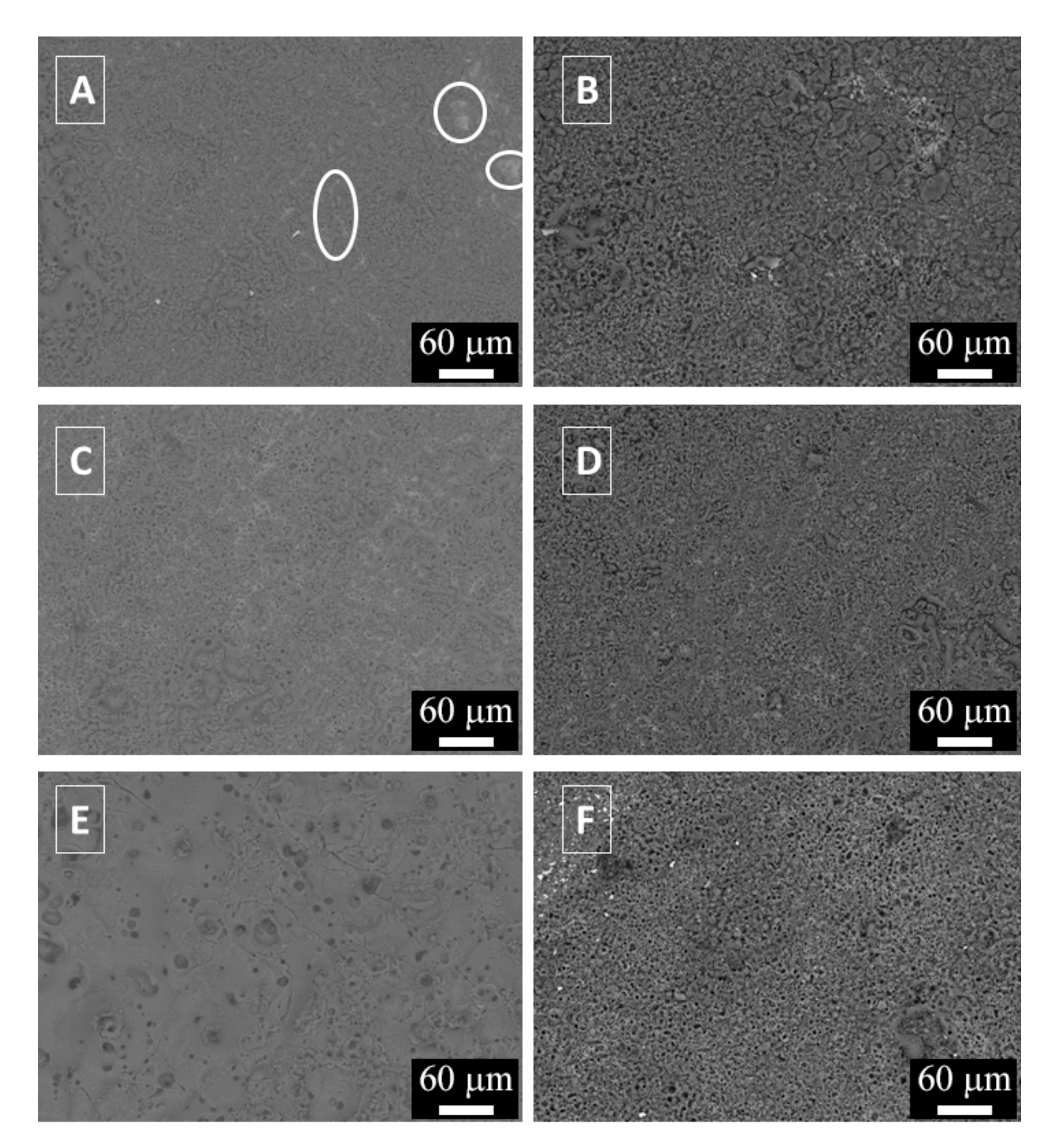 Coatings 10 00448 g001