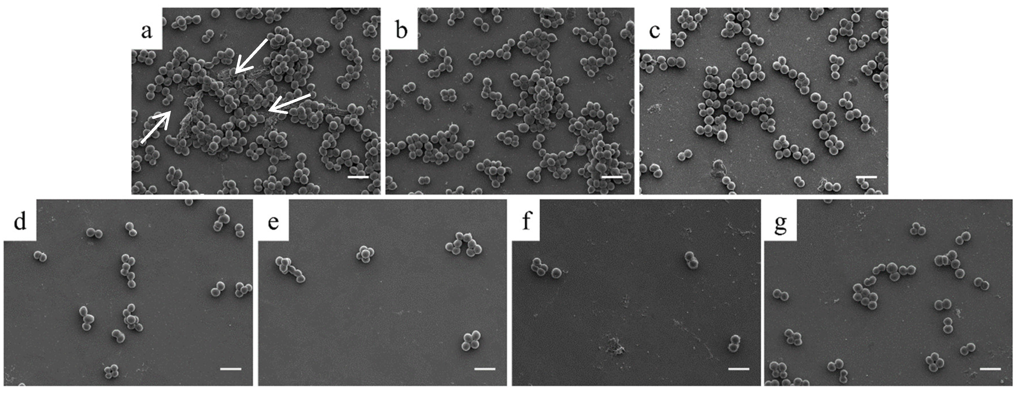Coatings 10 00456 g006