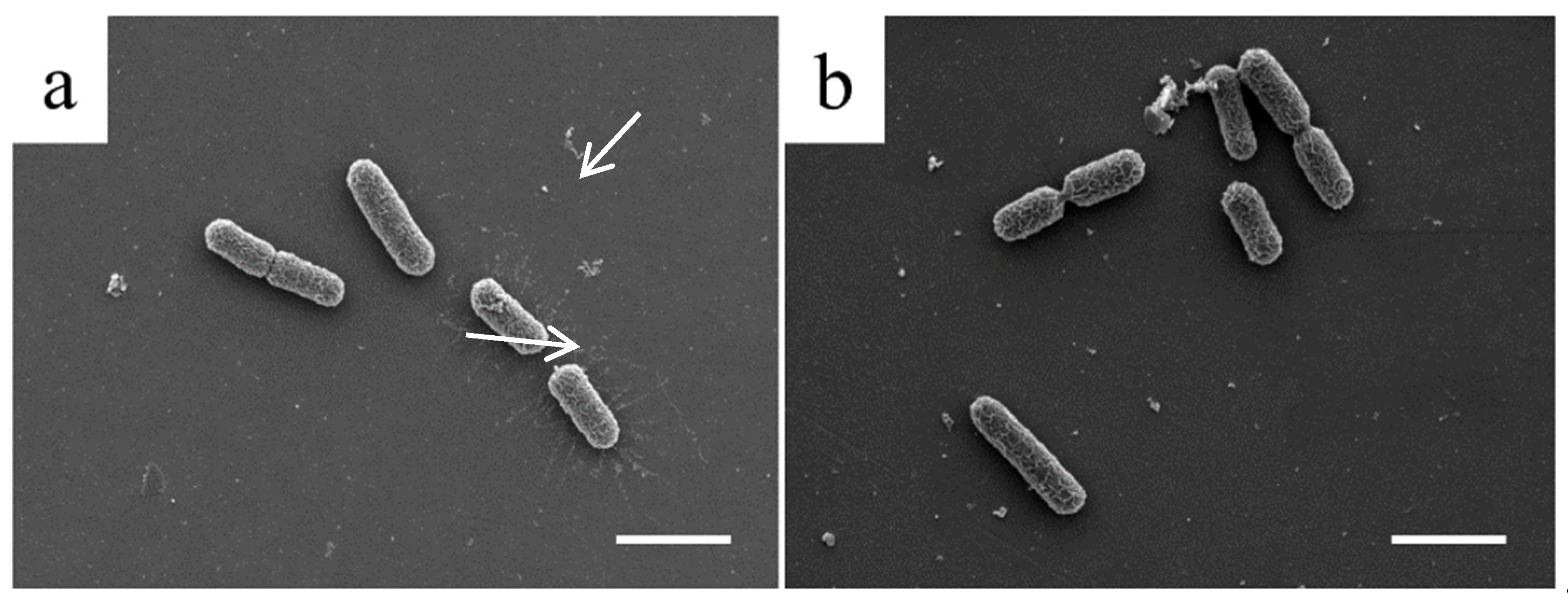 Coatings 10 00456 g008