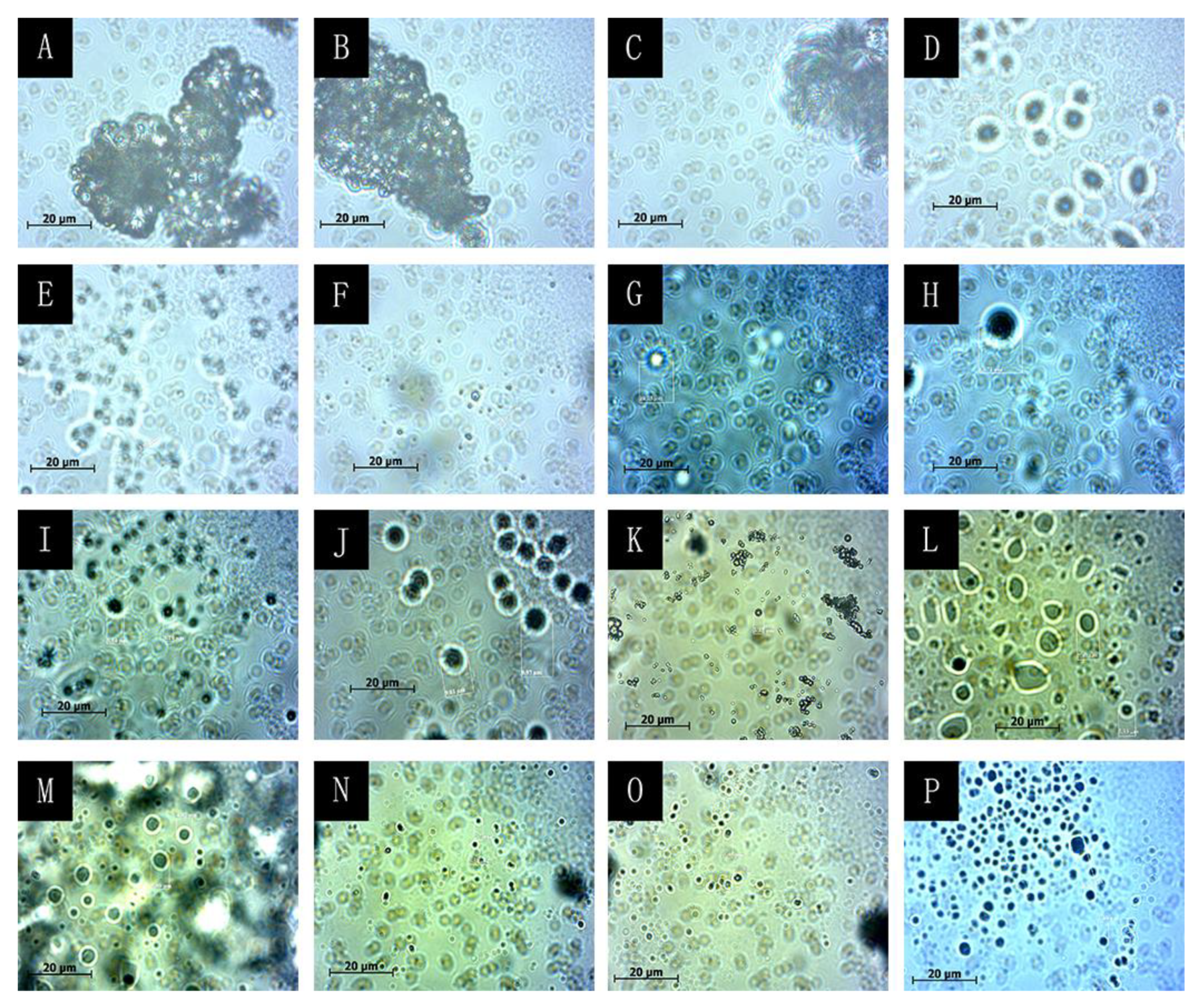 Coatings 10 00778 g003