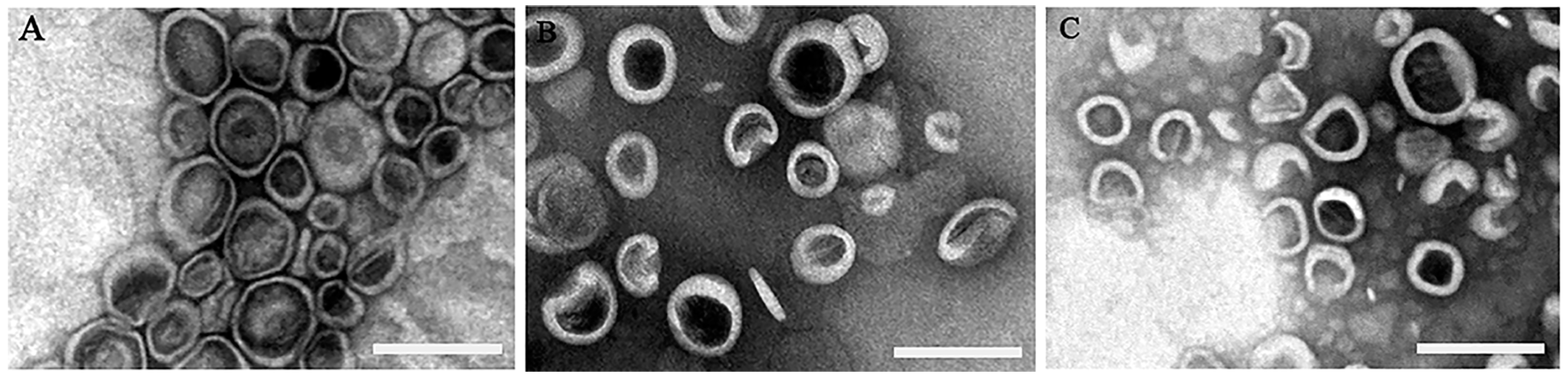 Coatings 10 00834 g001 Coatings 10 00834 g001