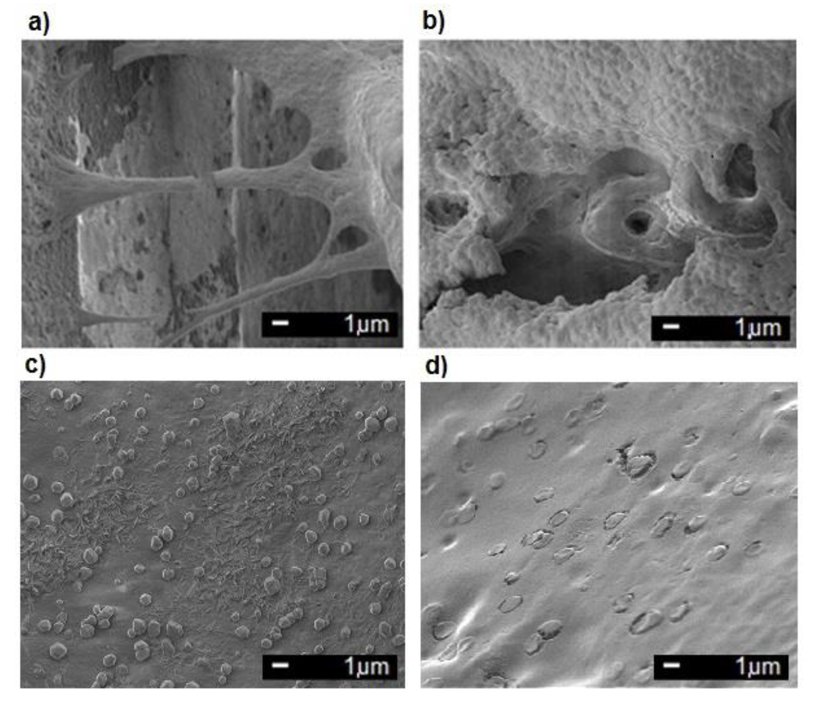 Coatings 10 00836 g004 Coatings 10 00836 g004