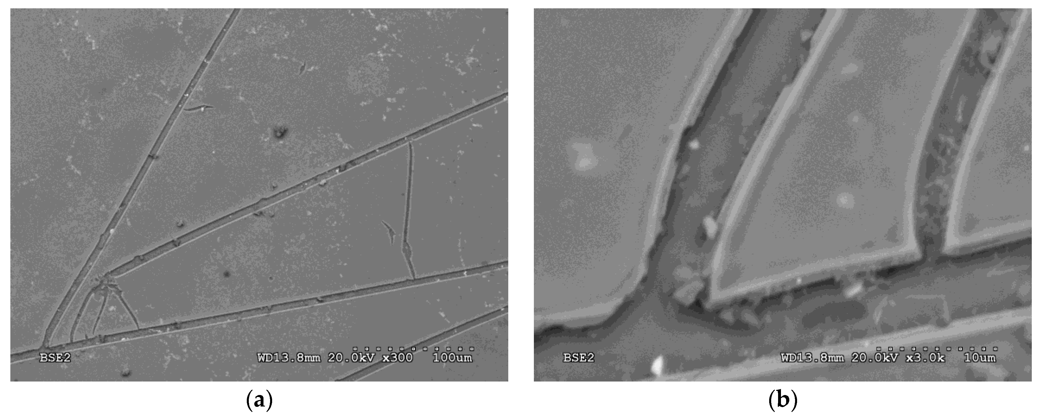 Coatings 10 00854 g012 Coatings 10 00854 g012