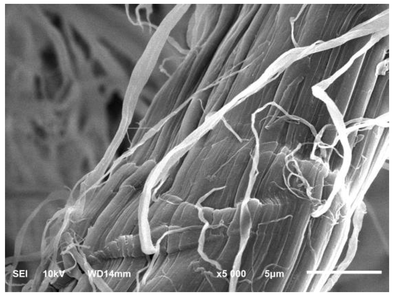 Coatings 10 01103 g004 Coatings 10 01103 g004