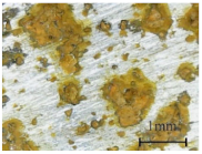 Coatings 11 00384 i015