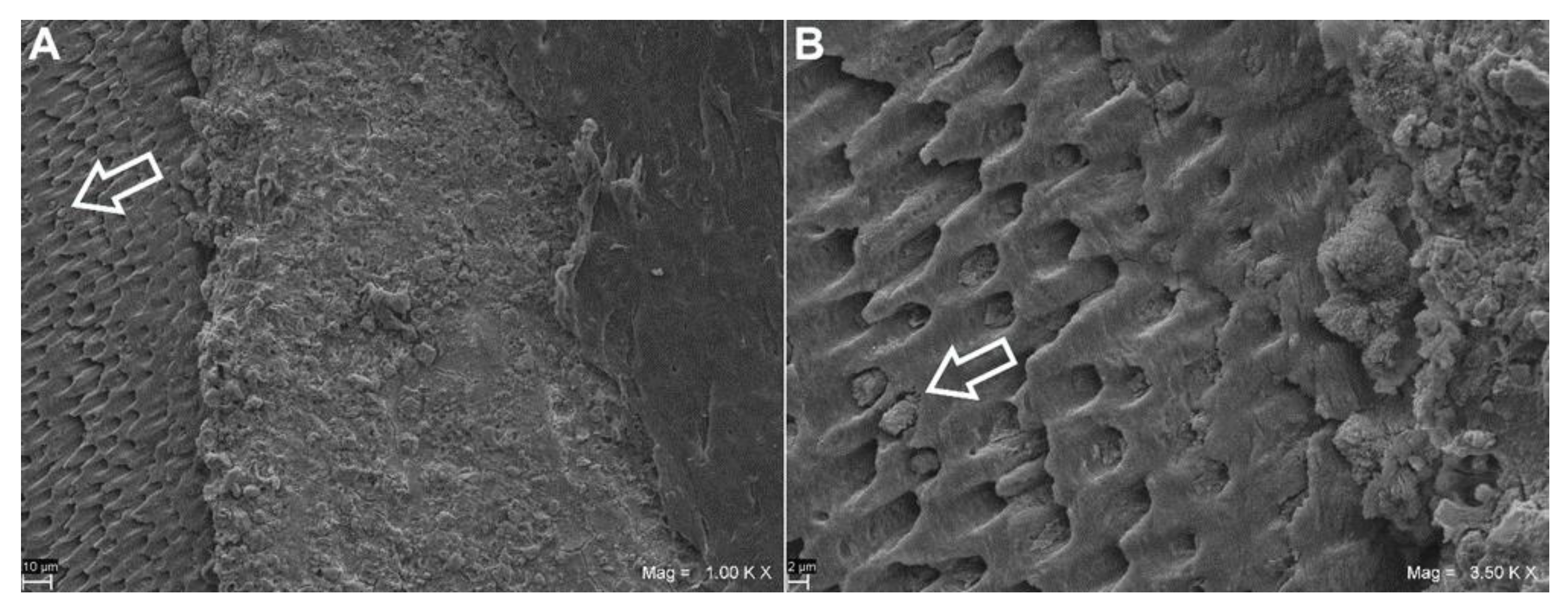 Coatings 11 00727 g003 Coatings 11 00727 g003