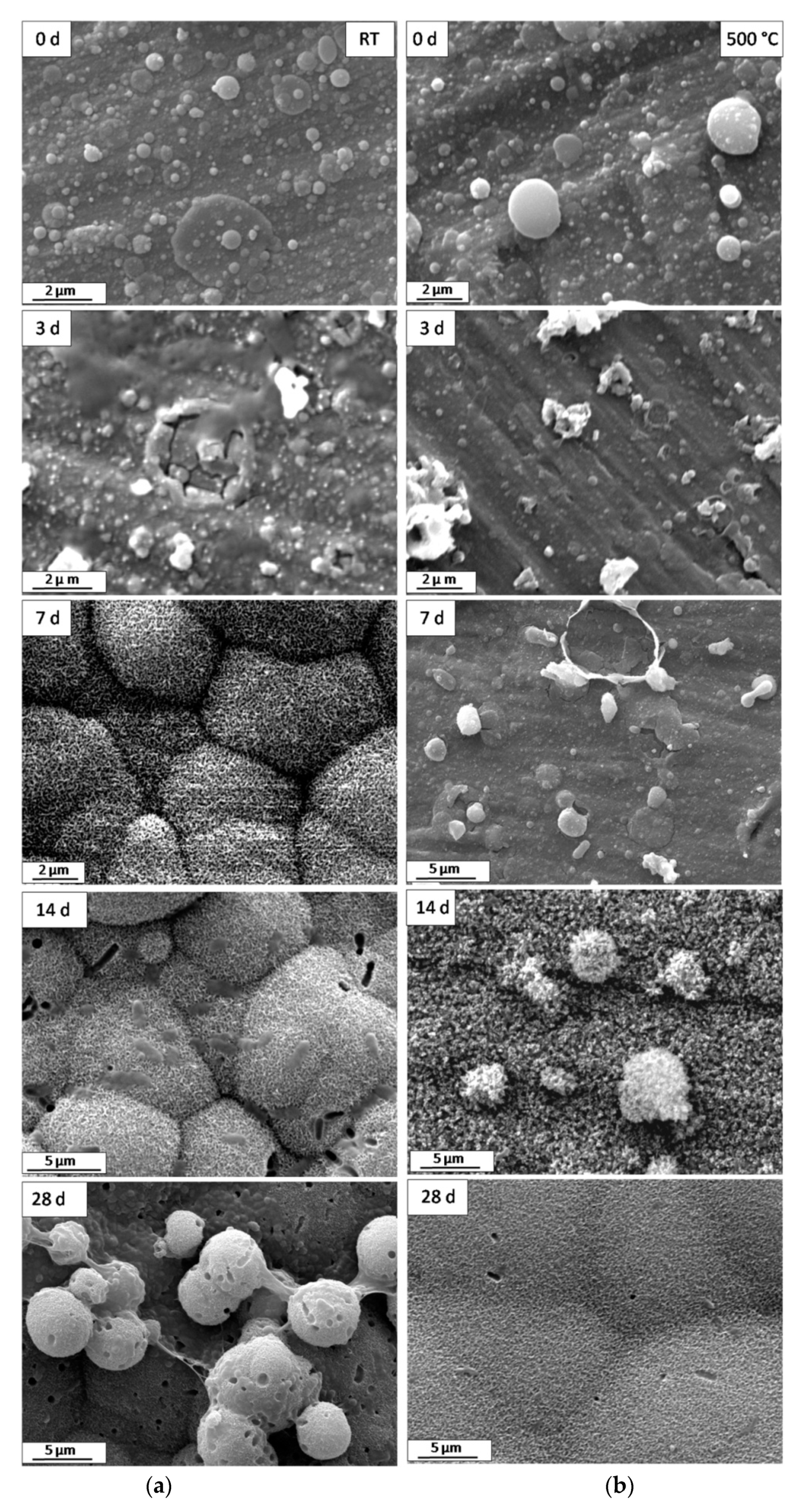Coatings 11 00811 g005