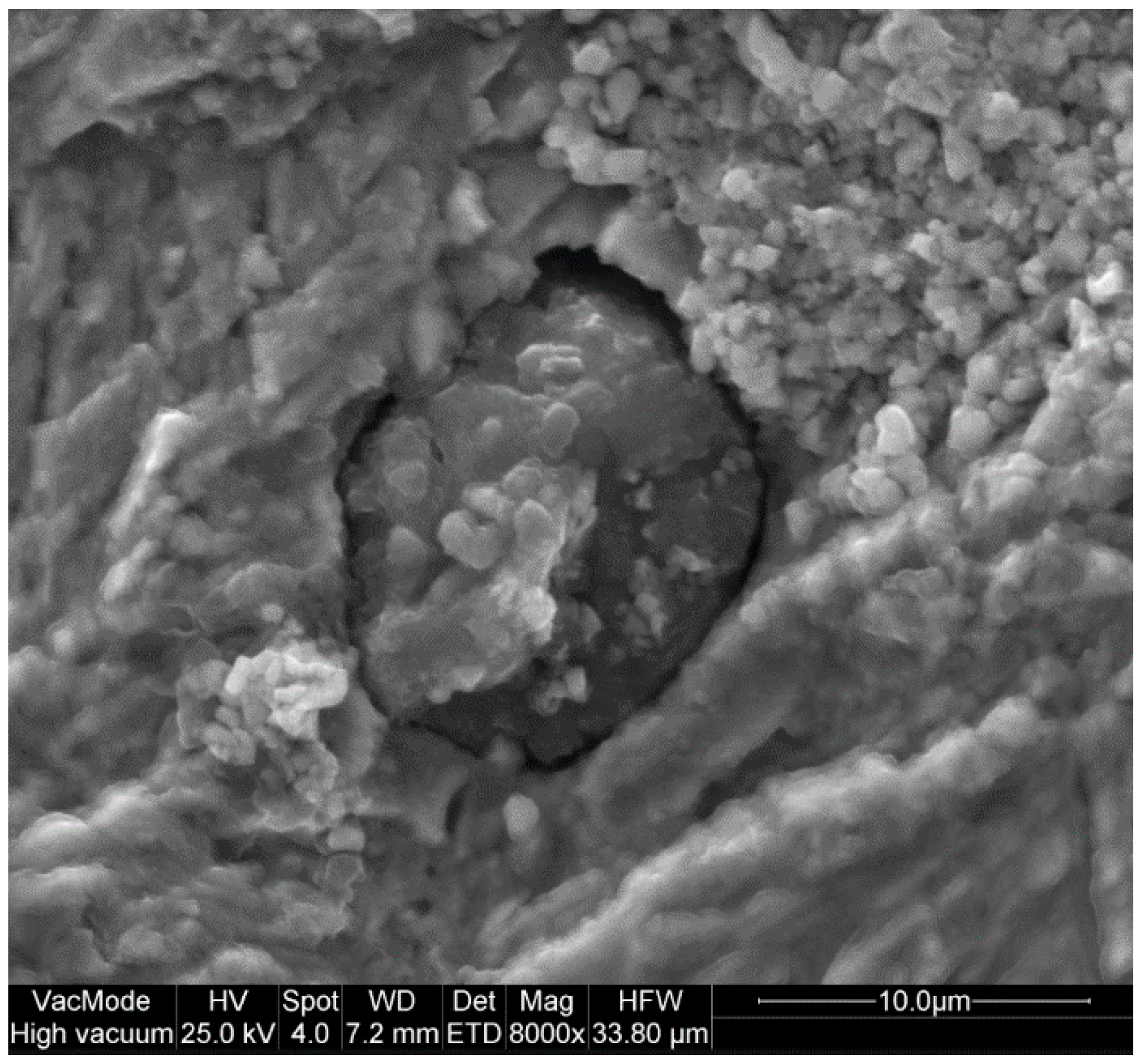 Coatings 11 01244 g006