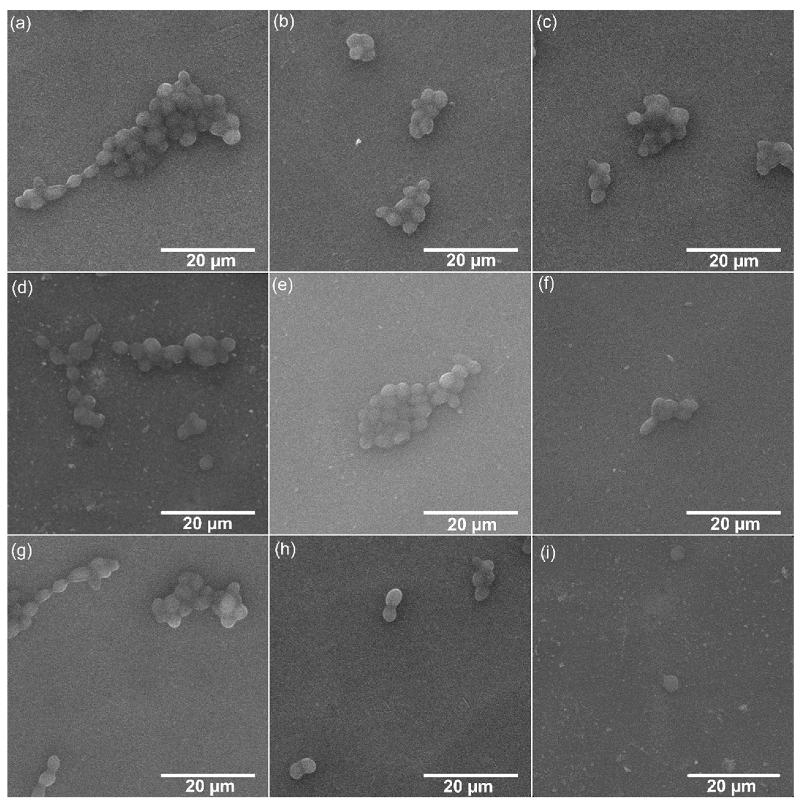 Coatings 11 01561 g009
