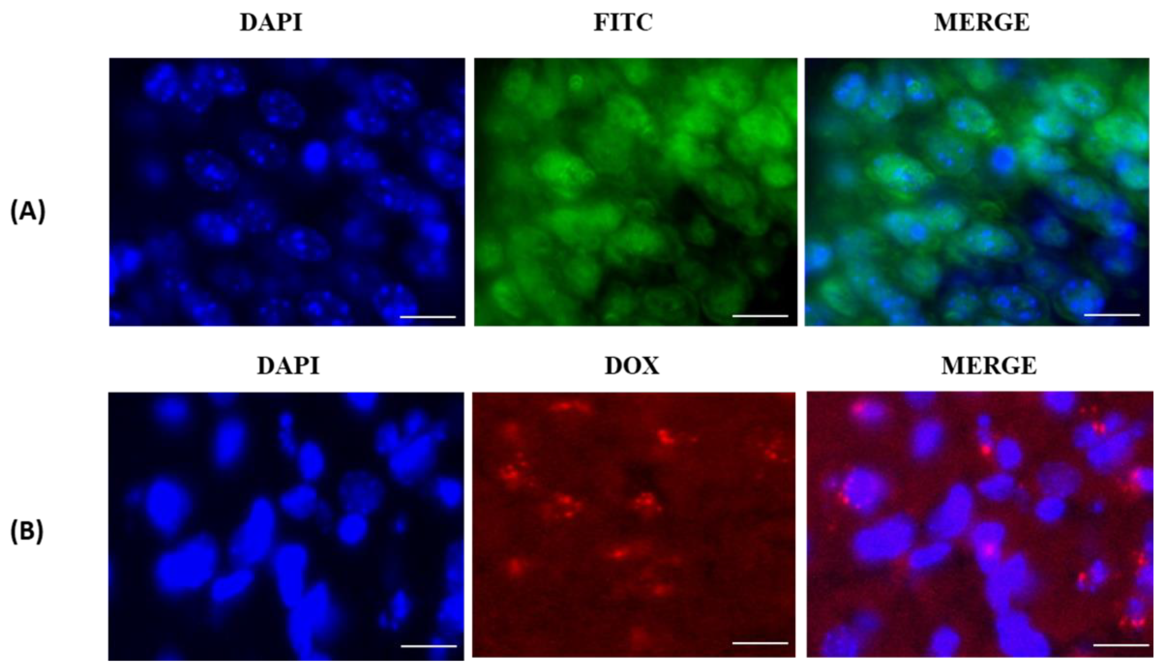 Coatings 12 00060 g005