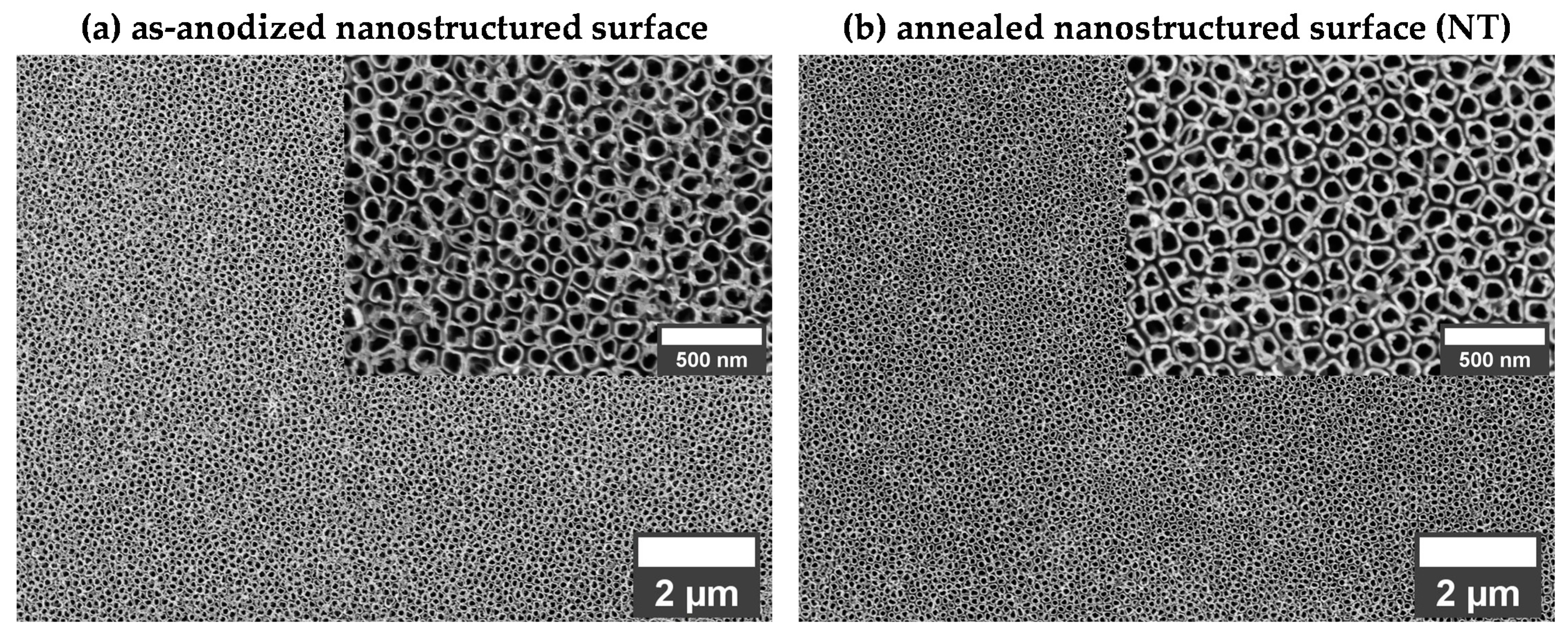 Coatings | Free Full-Text | Electrochemical Surface Biofunctionalization of  Titanium through Growth of TiO2 Nanotubes and Deposition of Zn Doped  Hydroxyapatite | HTML