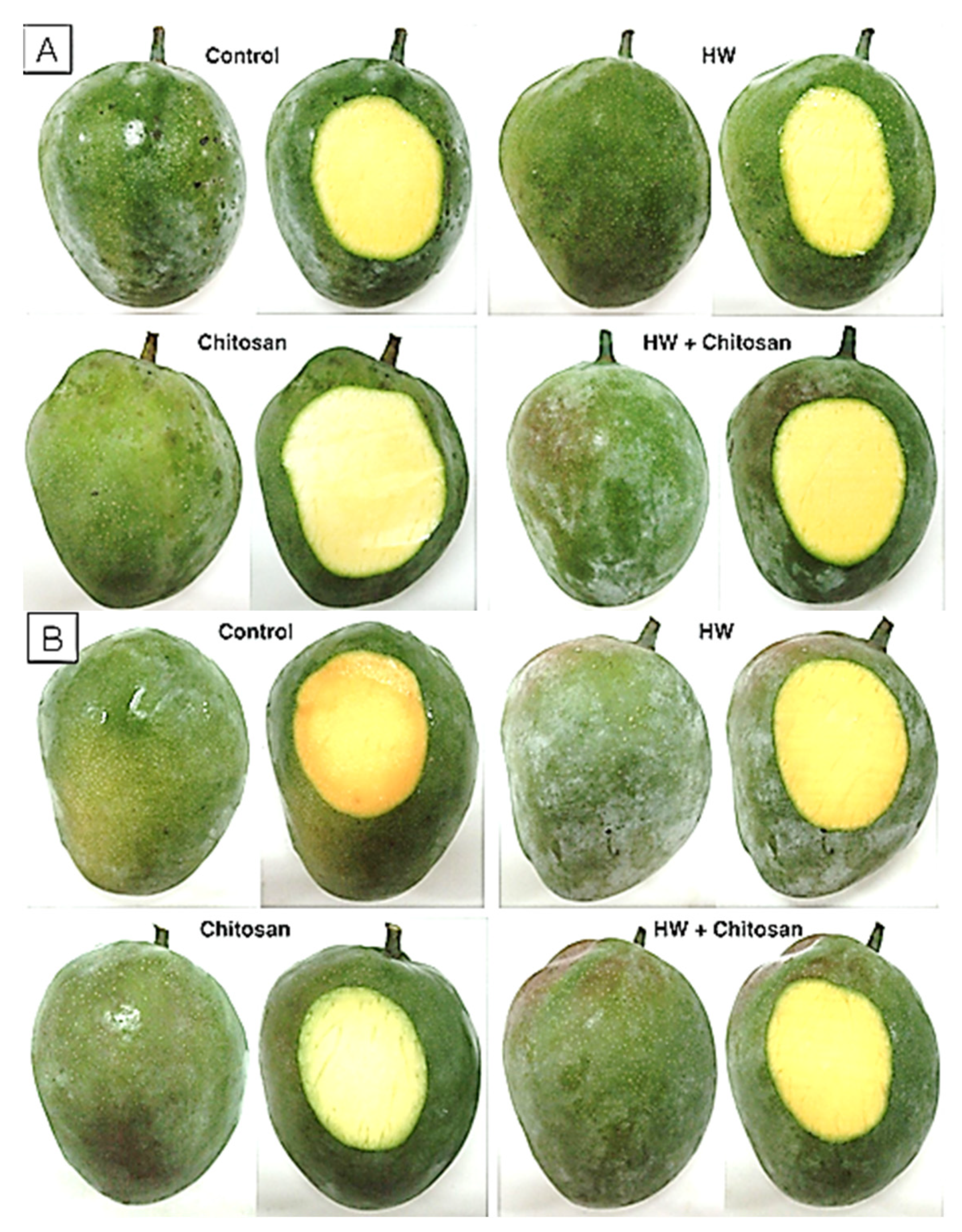 Coatings | Free Full-Text | The Combined Effect of Hot Water Treatment and  Chitosan Coating on Mango (Mangifera indica L. cv. Kent) Fruits to Control  Postharvest Deterioration and Increase Fruit Quality