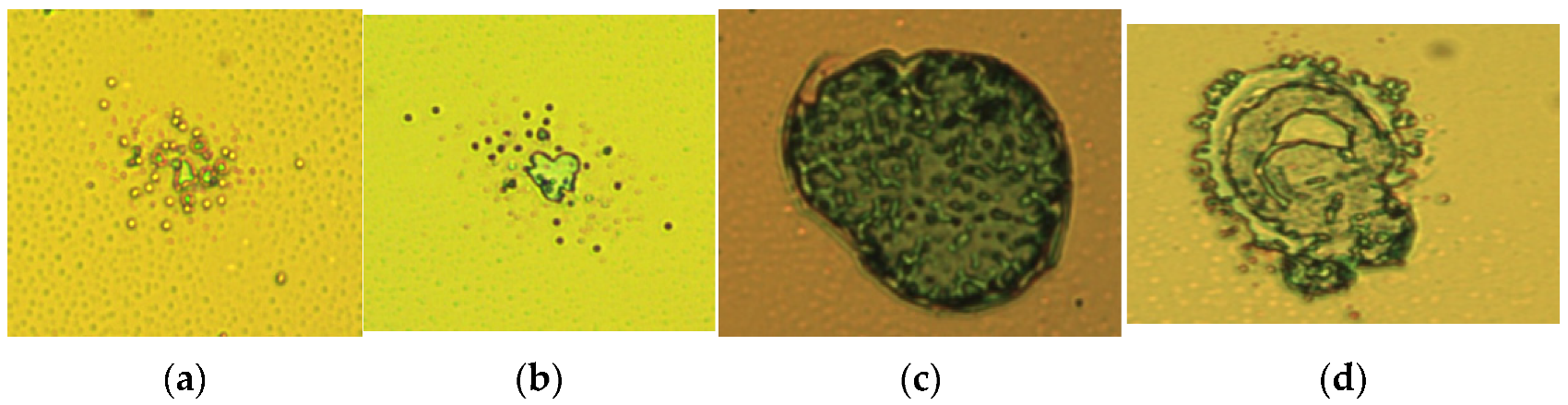 Coatings 12 00251 g005