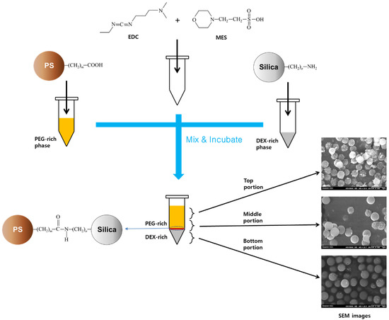 Coatings | Free Full-Text | Partitional Behavior of Janus Dumbbell ...